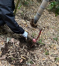 毎年恒例の筍掘り